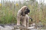 MASTIFF 036